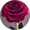 Vijendera Vijendera profile picture